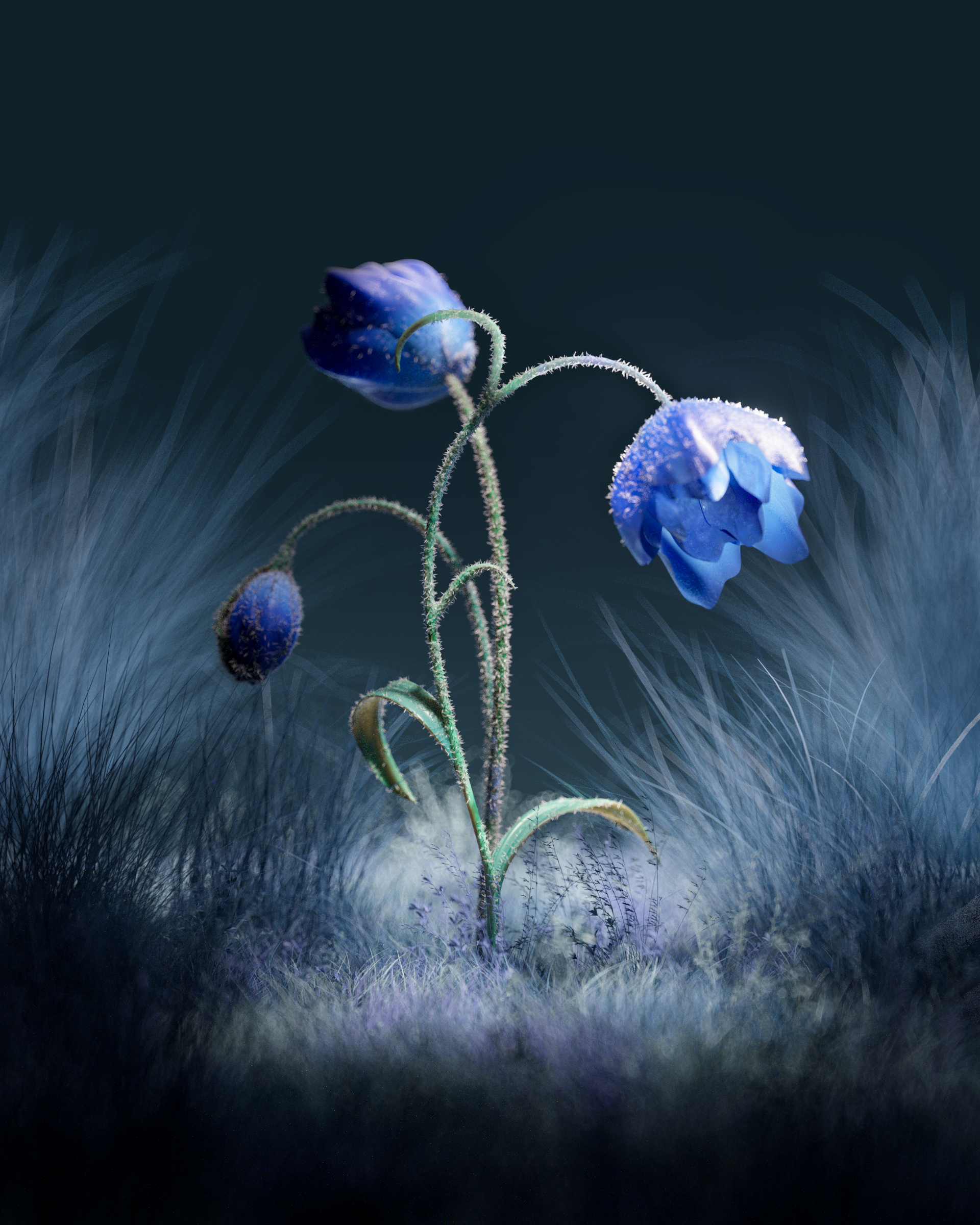 Still life flower — Winter